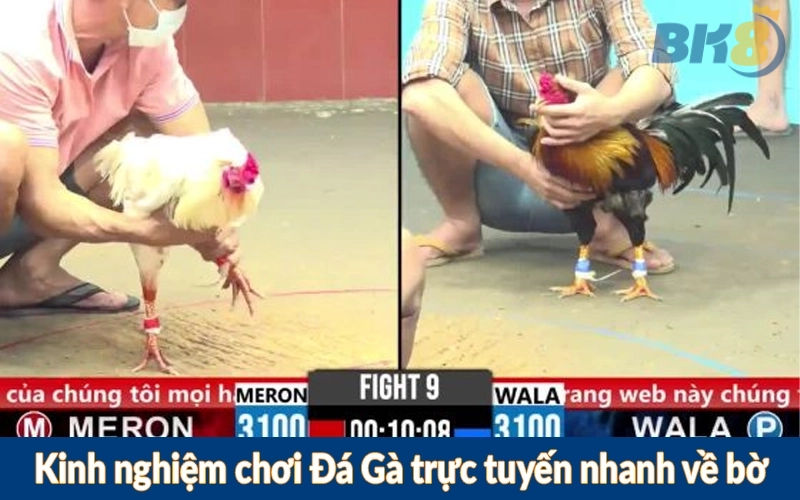 Kinh nghiệm chơi Đá Gà trực tuyến nhanh về bờ