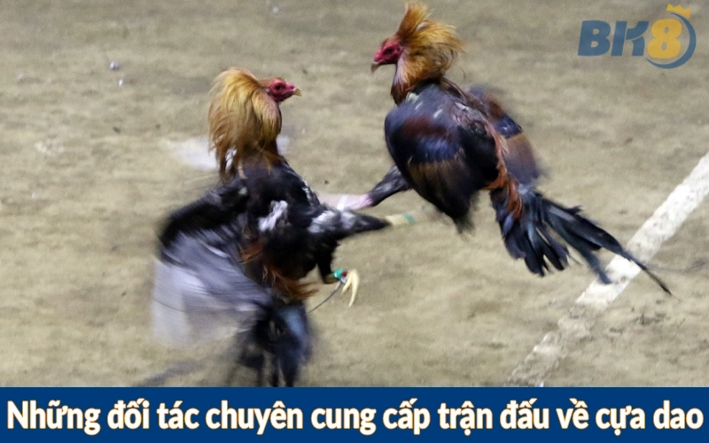 Những đối tác chuyên cung cấp trận đấu về cựa dao